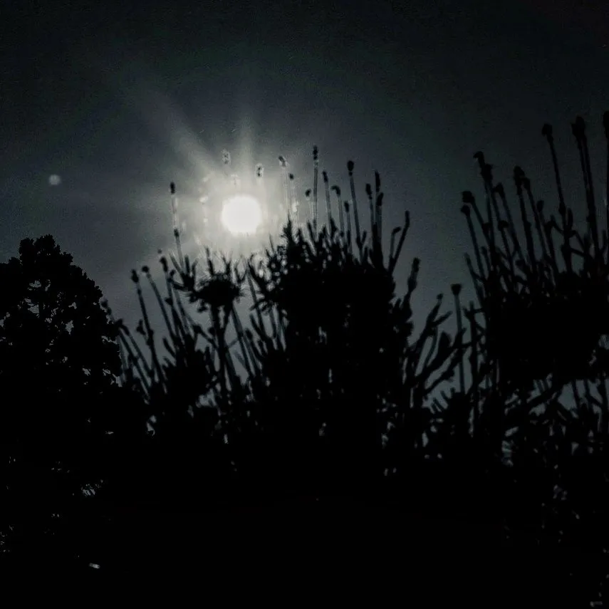 Moonlight Drive
