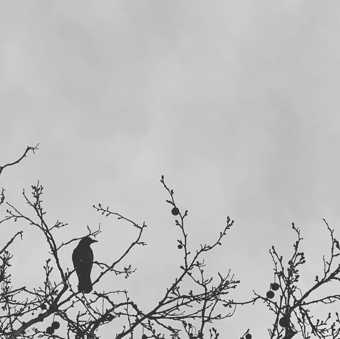But the Raven still beguiling