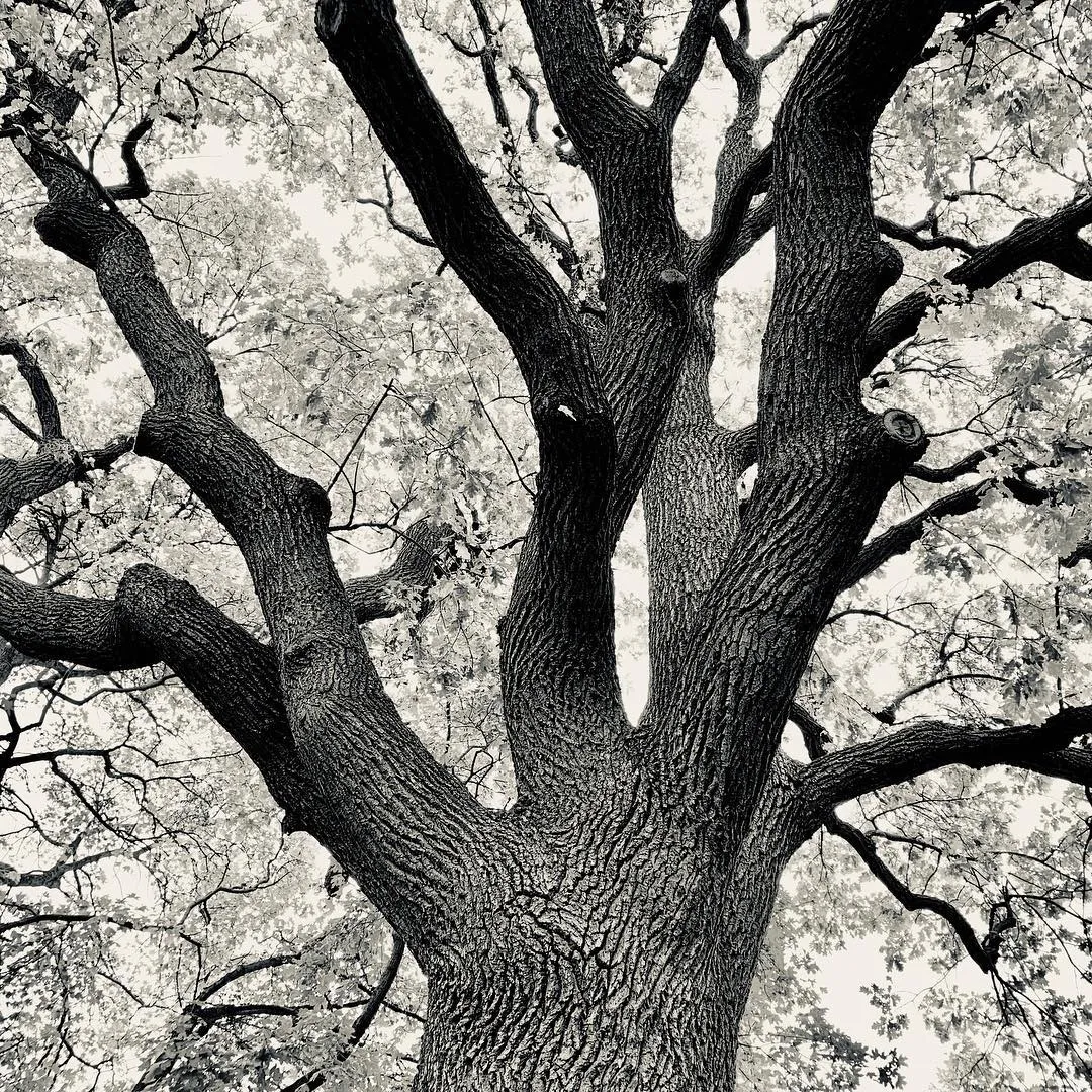 The tendrils of life