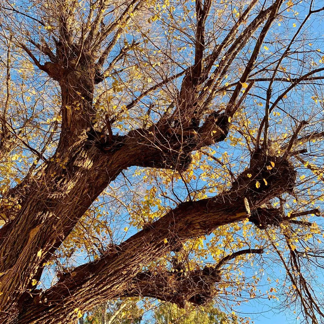 The wind that shakes the centenarian elm